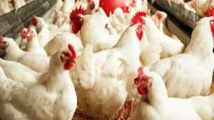 مواعيد الأيام البيض في رجب 2026 وأثرها في زيادة الأجر خلال الثلاثة أيام المحددة